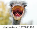 Angry Ostrich Close Up Portrait ...