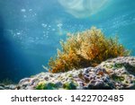 Seaweed  Seaweed Underwater ...