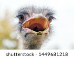 Angry Ostrich Close Up Portrait ...