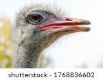 Ostrich Close Up Portrait ...