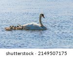 Mother Swan And Chicks In Water ...