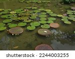 Victoria amazonica and a pink water lily in a pond in a botanical garden with tropical plants in São Paulo, Brazil