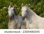 Small photo of Lipizzaner mare ang gelding in summer