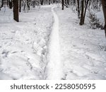 path in a snow-covered forest, Moscow