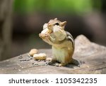 Chipmounk Having Nuts In Wild