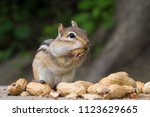 Chipmunk Having Nuts 