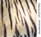 tiger skin close up details | Shutterstock . vector #1915757002