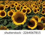 Bright sunflowers soaking up the sun on a summer day on the North Fork of Long Island, NY