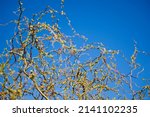 Opening Buds On The Branches In ...