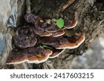 Small photo of Mushrooms grow between trees and walls, Lingzhi or ling zhi is a type of fungus with the Latin name Ganoderma lucidum