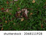 Small photo of Cat turd among green grass