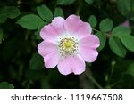 Small photo of Sweet briar or Rosa rubiginosa or Sweet brier or Eglantine single wild rose blooming flower closeup with dark green pointy leaves in background