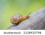 Small photo of Bradybaena similaris snail, the Asian trampsnail, is a species of small, invasive land snail. It is a pulmonate gastropod terrestrial mollusc in the family Bradybaenidae. Keong semak