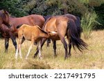Herd Of Semi Feral Horses. Foal ...