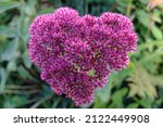 Small photo of purple flower eith love shape