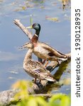 Male And Female Mallard Ducks...