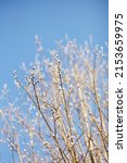 Small photo of The crown of the tree is close-up, with incipient leaves, on a blurry background of a bright blue sky on a sunny spring day
