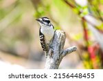 Bird Woodpecker Photographed At ...