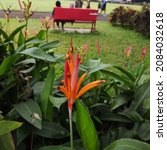 Small photo of Flowers began to grow at the end of November in one of the gardens in the wretched city of Indonesia