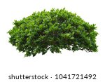 green bush isolated on white background.
