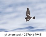 Small photo of Wilson's Storm Petrel (Oceanites oceanicus) off Madeira. One of the most abundant bird species in the world. Bird is active primary moult.
