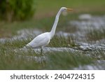 Small photo of Great White Egret, Ardea alba, on the Azores. Possible American vagrant.