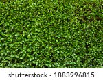 Buxus hedge. Texture of viable green hedge, summer photo. Small green oval leaves wallpaper. Hedgerow backdrop. Hedge fence closeup shot.