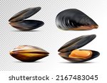 Vector Illustration Of Mussels. ...