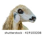 Brillen Schaf Sheep Face Isolation On White Background With Clipping Path