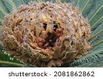Cycad Female Palm Flower And...
