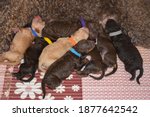 Small photo of Litter of newborn puppies sucking on mother nip. Newborn dogs sucking and sleeping. Lagotto Romagnolo puppies.