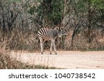 A Burchells Zebra Standing...