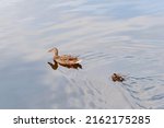 Mother Duck And Duckling Swim...