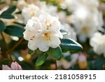 Small photo of Great white rhododendron decorum or fauriei flowers growing in a garden. Closeup of ericaceae species of plants with pure and soft petals blossoming and blooming in nature on a sunny day in spring