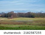 Open Field With Forest In The...