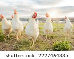 Agriculture, sustainability and food with chicken on farm for organic, poultry and livestock farming. Hen, rooster and animals with free range bird in countryside field for spring, eggs and protein