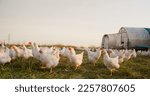 Farm  chicken and portrait of...