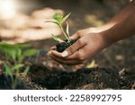 Small photo of Black woman, hands or planting in soil agriculture, sustainability care or future growth planning in climate change support. Zoom, farmer or green leaf plants in environment, nature or sapling garden