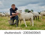 Farm  sheep and feeding with...