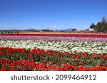 Washington State Tulips During...
