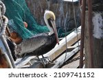 Pelican On Docked Boat At...
