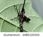 Handmaiden Moth Syntomoides...