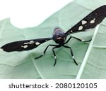 Handmaiden Moth Syntomoides...