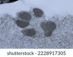 Small photo of Paw print in snow. Single pawprint of dog in slush. Icy animal track