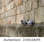 Small photo of two pigeons in precarious balance on a wall