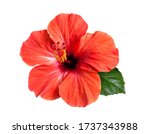 Bright large flower and leaf of ...