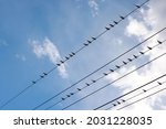 Small photo of Many swift, swallow or martlet birds perching on wires over background of blue sky with copy space, low angle view