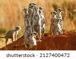 Meerkat in game reserve in...