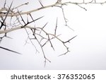 a lot of acacia branches with thorns isolated on white background. concept thorny wreath. danger