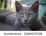 Gray Cat With Green Eyes Close...